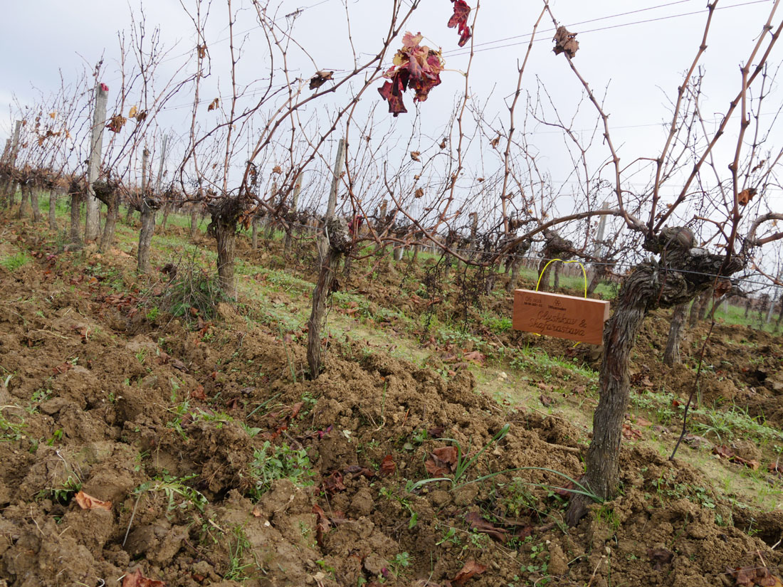 Виноградник на урожай